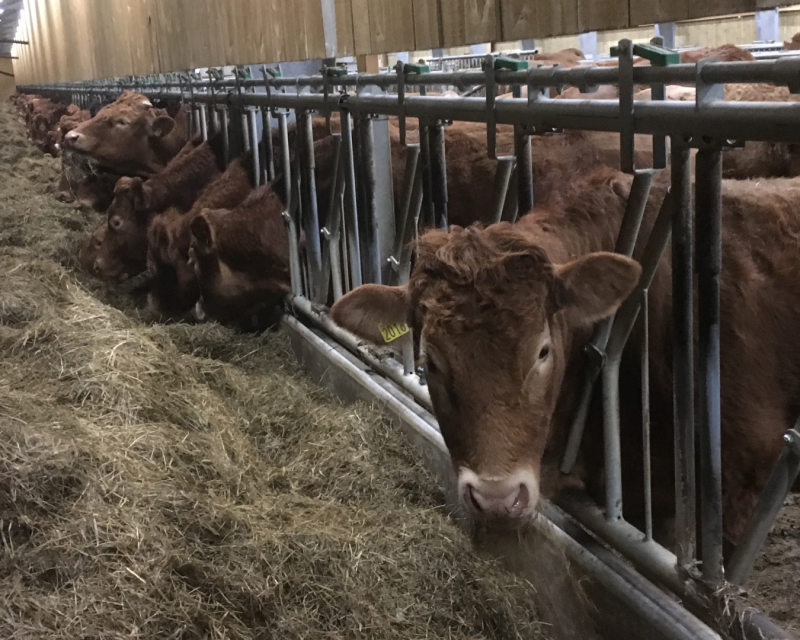 Spennende fjøsbesøk