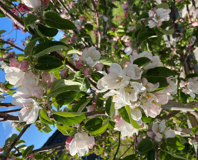 Starten på det nye Rotaryåret
